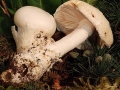 Amanita ovoidea_10016